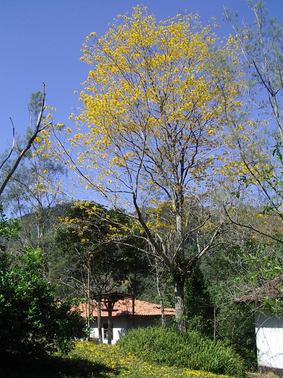 Fazenda Tapinua Villa ซิลวาจาร์ดิง ภายนอก รูปภาพ
